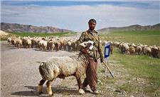 خستگی کوچ بر تن رنجور مرد ایل