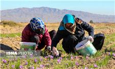 مطالبات زعفران کاران خراسان جنوبی رسید