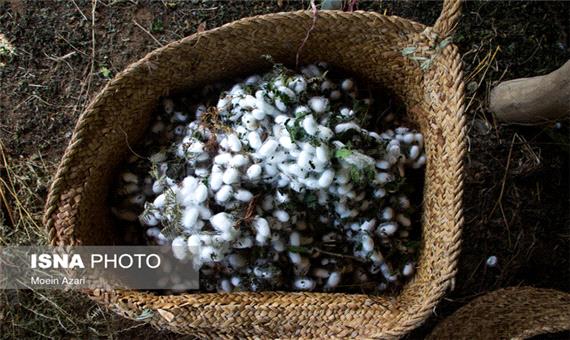 توجه نکردن به شرایط محیطی، مهم ترین علت بروز بیماری در نوغانداری‌های خراسان شمالی