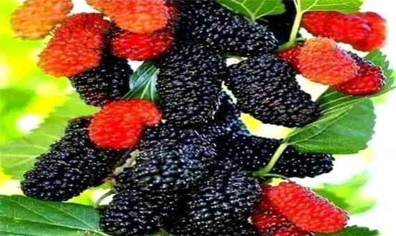 طعم شیرین توت در کوچه باغ های مشهد