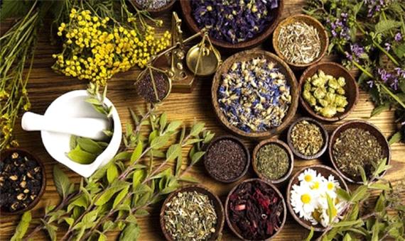 کاشمر قُطب تولید گیاهان دارویی در کشور