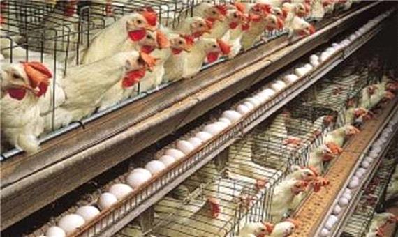 تخم مرغ در خراسان جنوبی خیال ارزانی ندارد