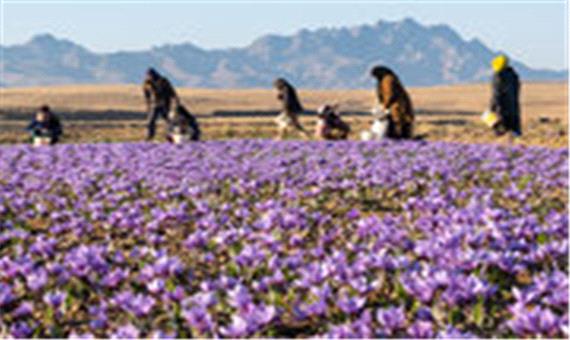 زعفران، فرصت طلایی رونق اقتصادی گناباد
