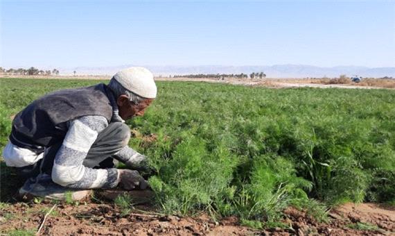 رسیدن بوی سبزی خشک طبس به آلمان و کانادا/ کشاورزان در پهنه سبز کویر، سبزی برداشت می‌کنند