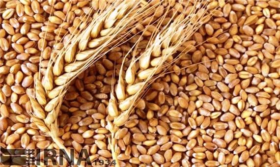خرید تضمینی گندم در خراسان‌رضوی از 114 هزار تن گذشت