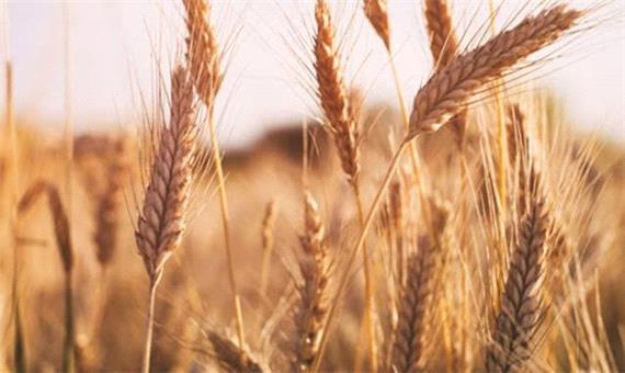 بیش از 76 هزار تن خرید تضمینی گندم در خراسان شمالی