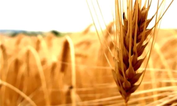 پرداخت 55 درصد مطالبات گندمکاران خراسان شمالی