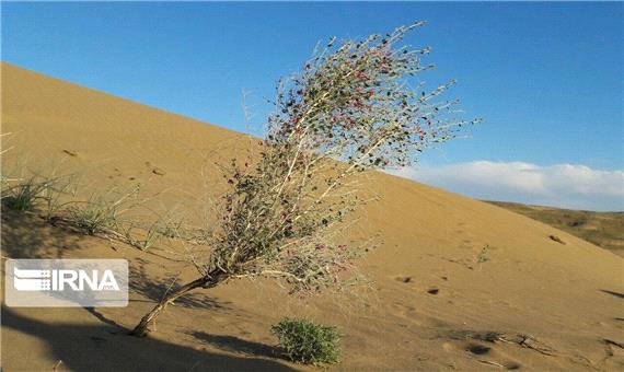 67 درصد شهرستانهای خراسان رضوی درگیر کانونهای بحرانی فرسایش بادی هستند