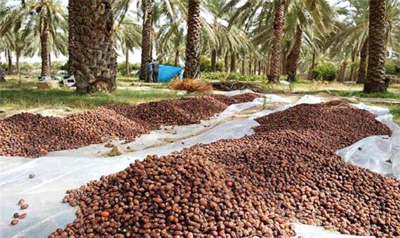 رطب در تب نبود سردخانه