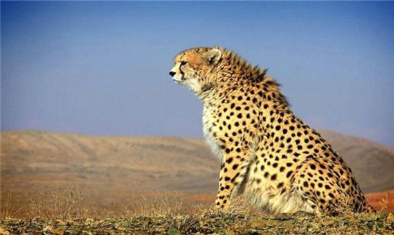 جدال نابرابر پلنگ ایرانی با خشکسالی