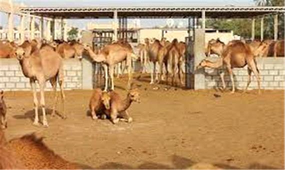 صنعت مزیت‌دار پرورش شتر، چشم انتظار ارتقا