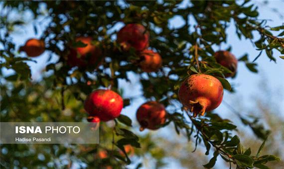 نبود ساز و کار مناسب برای صادرات انار خراسان‌جنوبی