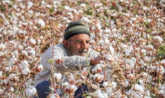 70 درصد از سطوح زیر کشت پنبه خراسان رضوی برداشت شد