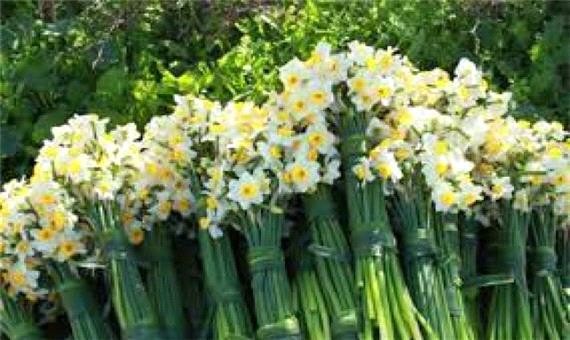 دومین جشنوار شکرگزاری برداشت گل نرگس در خوسف برگزار می‌شود