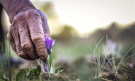 خبر خوش برای زعفران کاران/30 درصد طلب هفته جاری پرداخت می شود