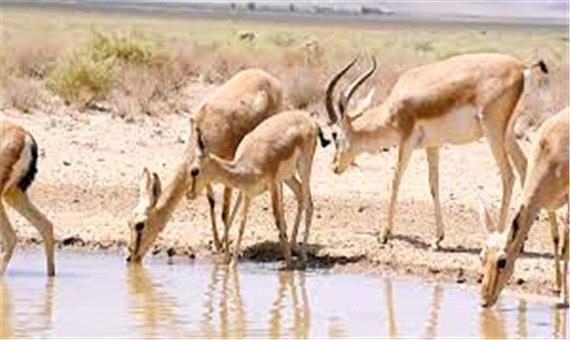 زنجیر خشکسالی بر پای آهوان خراسان رضوی