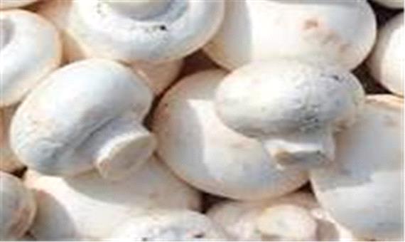 تولید سالانه 563 تن قارچ در خراسان شمالی