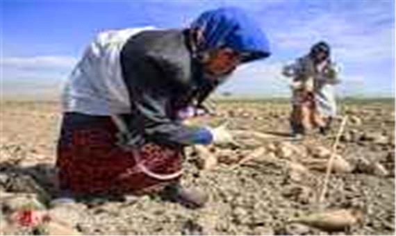 تولید چغندرقند در خراسان شمالی به صورت کشت قراردادی انجام شود