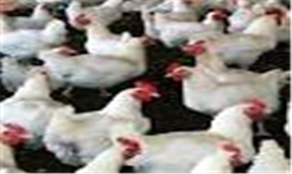 مرغداران مراقب آنفلوآنزای پرندگان باشند