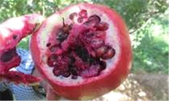 به شماره افتادن نفس‌های انار فردوس در چنگال کرم گلوگاه