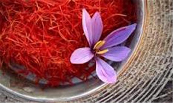 وضعیت قرمز طلای سرخ در خراسان شمالی