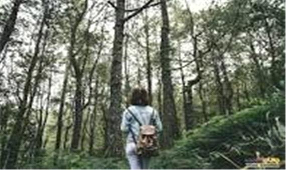 مدیریت جنگل ها باید بر اساس اصول جنگل شناسی و علم جنگل داری باشد