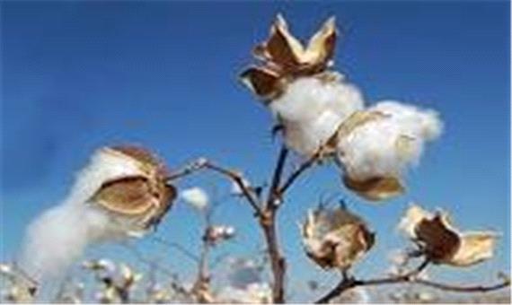 برداشت 3 هزار تن وش پنبه در بخش سنخواست جاجرم پیش بینی می شود