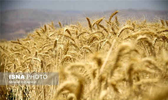پیش‌بینی کاهش 55 درصدی برداشت گندم در خراسان رضوی