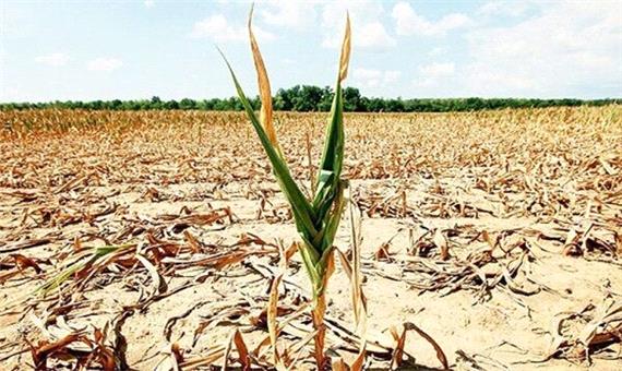 خشکسالی13 هزار و 183میلیارد ریال به بخش کشاورزی خراسان شمالی خسارت زد