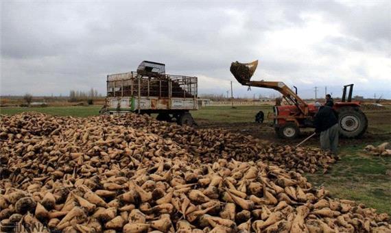 کارخانه قند شیروان خرید چغندر از کشاورزان خراسان شمالی را آغاز کرد