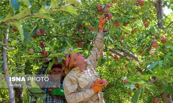 پایان برداشت سیب و انگور در شهرستان درگز