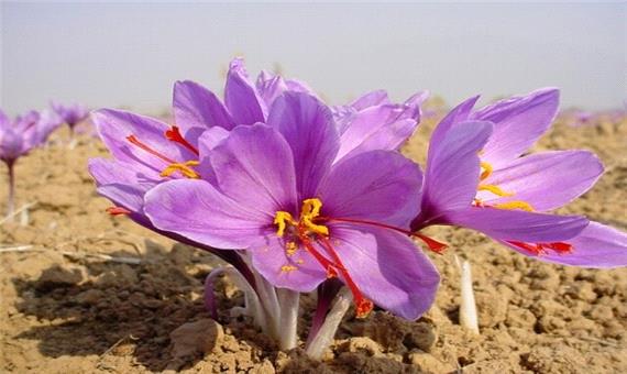 پیش بینی تولید بیش از 20 تن نگین زعفران در خراسان شمالی طی امسال