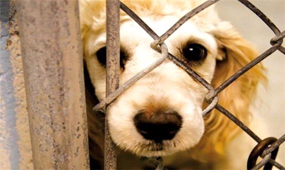 حیوانات را اذیت کنید زندان می‌روید