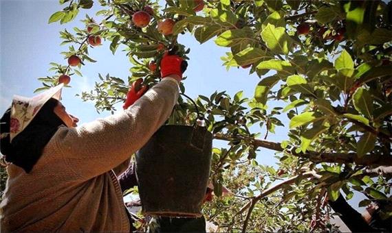 تولید سیب در خراسان شمالی 11 درصد کاهش یافت