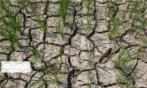خسارات خشکسالی به پنج درصد مزارع و باغ‌های خراسان رضوی جبران شد