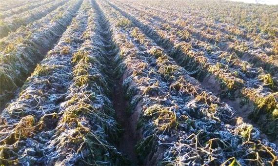 سرما بیش از 3000 میلیارد ریال به تولیدات گیاهی خراسان رضوی خسارت زد