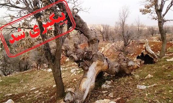 ماجرای قطع درختان روستای قاپقوی چه بود؟
