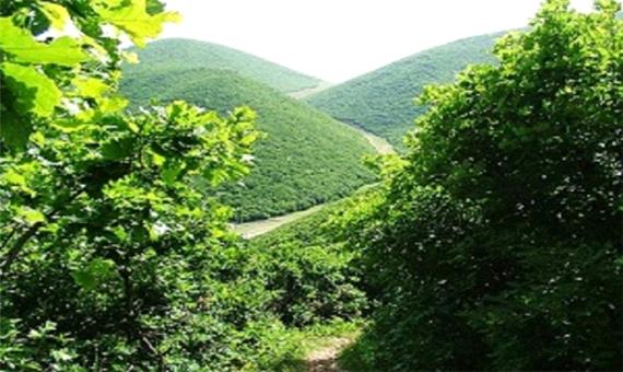 وجود 527 هزار هکتار جنگل در کرمانشاه
