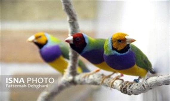مخالفت محیط‌ زیست با ادامه فعالیت باغ پرندگان مشهد