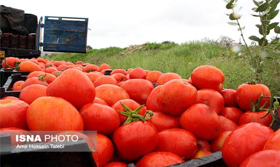 علت افزایش قیمت گوجه‌فرنگی در مشهد چه بود؟