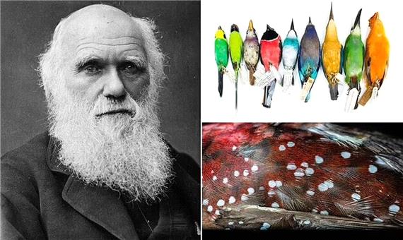 تایید نظریه داروین پس از 2 قرن