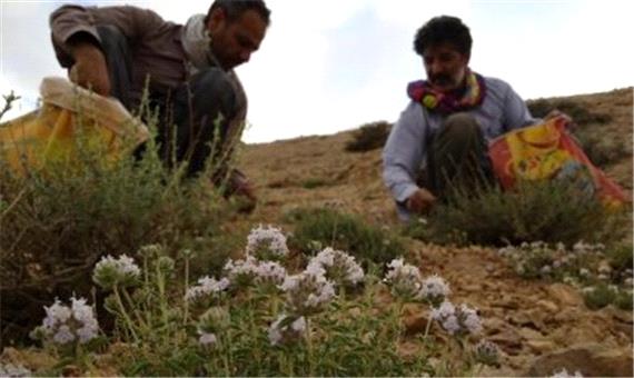 خروج غیرمجاز گیاهان دارویی در خراسان شمالی در سایه کمبود نیروهای منابع طبیعی