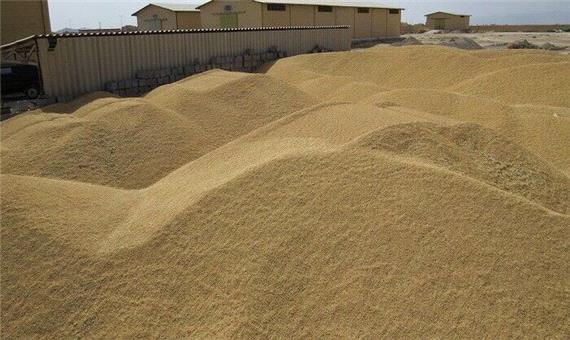 800 تن گندم بذری در خراسان شمالی خریداری شد