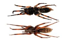 6 گونه جدید عنکبوت در ایران کشف شد