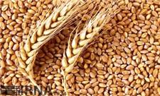 115 تن گندم انبارشده کشاورزان خراسان رضوی خریداری شد