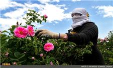 پیش‌بینی برداشت 3500 تن گل‌ محمدی در خراسان رضوی