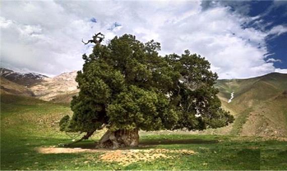 51 درخت کهنسال خراسان شمالی در فهرست میراث طبیعی ملی ثبت است