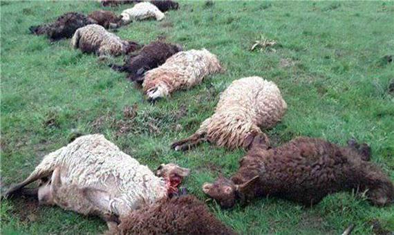 چرای نامناسب باعث تلف شدن 10 رأس گوسفند در شیروان شد