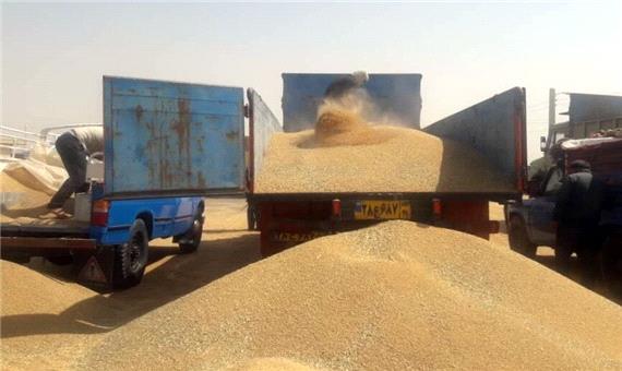 بیش از پنج هزار تن گندم محلی در خراسان شمالی خریداری شد