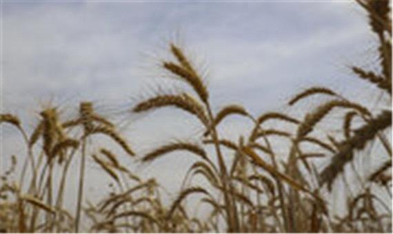 خرید گندم در تایباد 140 درصد افزایش یافت